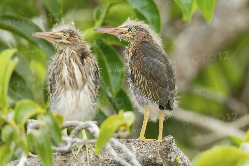 Green Heron Butorides virescens San Blas, Nayarit, Mexico 7 June Immatures Ardeidae