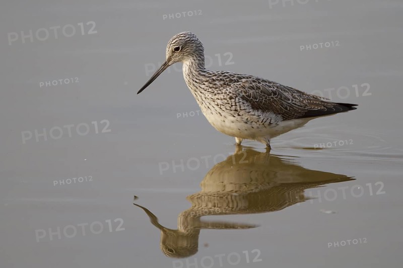 Common Greenshank (Tringa nebularia), Spain