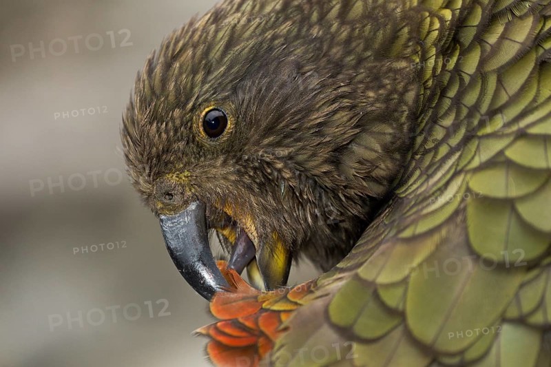 Kea preening, relealing the vivid red rump feathers