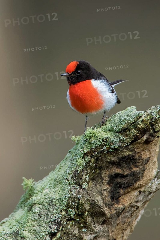 Red-capped Robin (Petroica goodenovii) perched on an old lichen covered tree stump, Victoria, Australia
