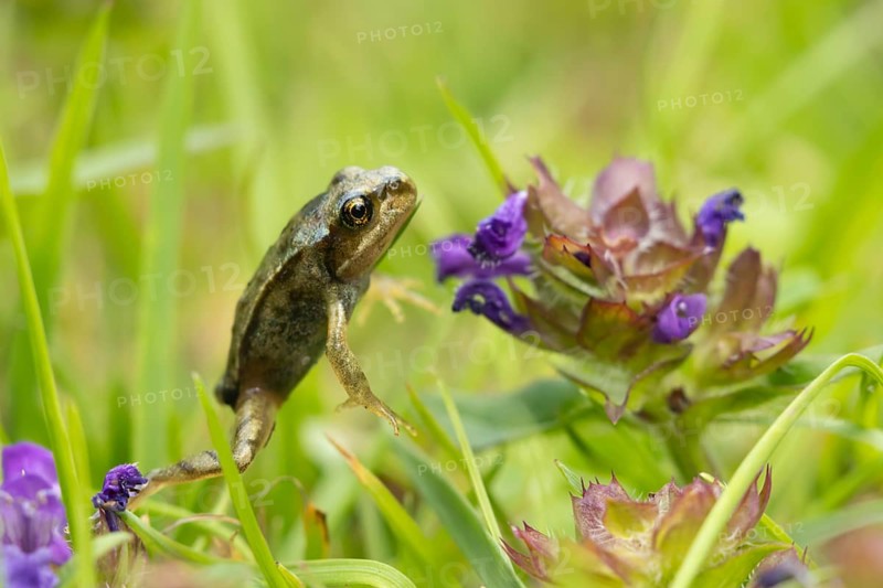 Common frog (Rana temporaria) juvenile amphibian froglet on a garden grass lawn with a Bugle flowers in summer, Suffolk, England, United Kingdom