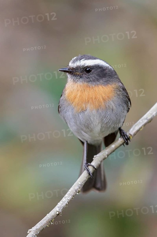 Rufous-breasted Chat-Tyrant (Ochthoeca rufipectoralis) perched on a branch in Manu National Park, Peru