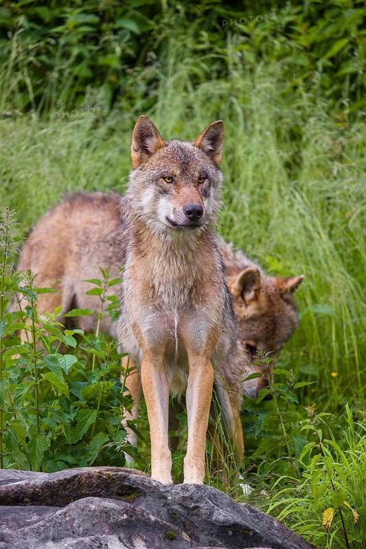 A eurasian gray wolf (Canis lupus lupus) stands on a rock, watching something. A second wolf passes behind him