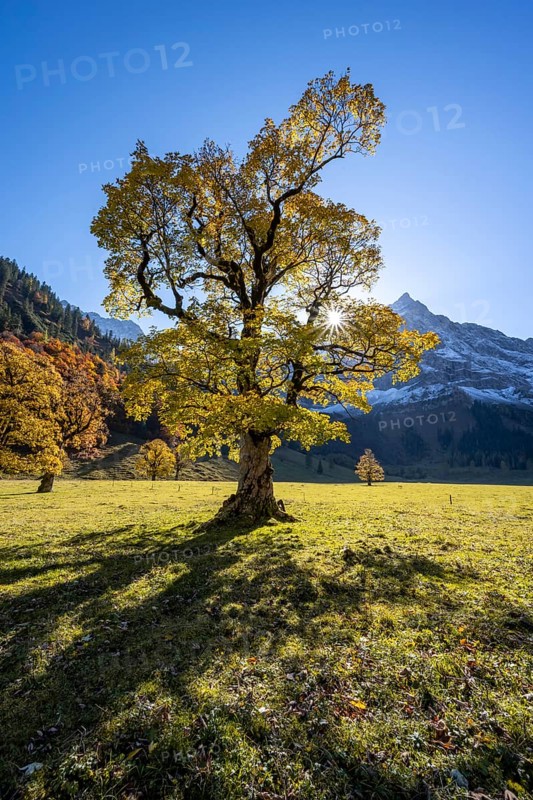 Sycamore maple with autumnal yellow foliage and Solaster endeca, large maple base in autumn, rocky mountain peaks with Spritzkarspitze in the background, Rißtal in the Eng, Tyrol, Austria