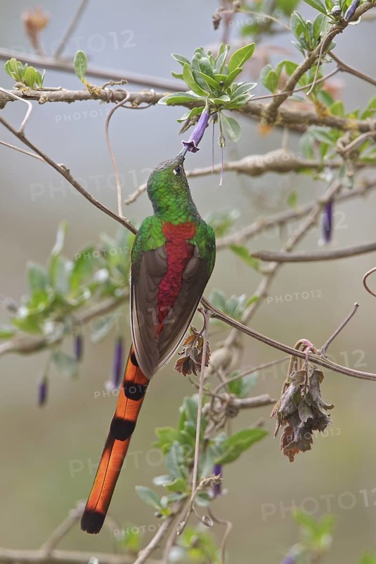 Red-tailed Comet (Sappho sparganura) perched on a branch in Bolivia, South America