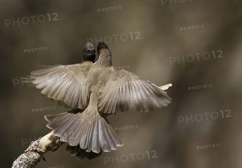 Common Bulbul (Pycnonotus barbatus), Chobe, Botswana