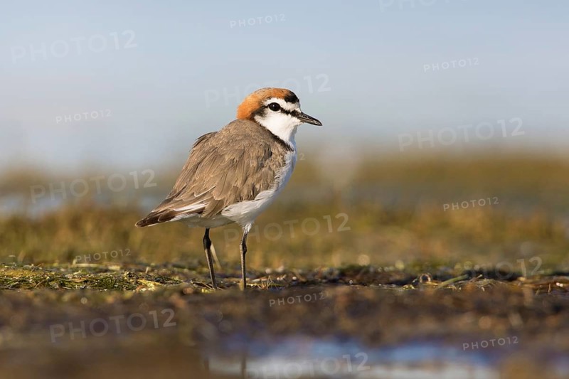 Red-capped Plover (Charadrius ruficapillus) male, Victoria, Australia