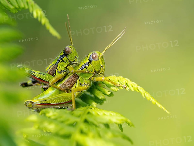 Green mountain grasshopper (Miramella alpina), Grasshopper, Green Mountain Grasshopper, grasshopper, insect, insects, close-up, Black Forest, Feldberg region, Baden-Württemberg, Federal Republic of Germany