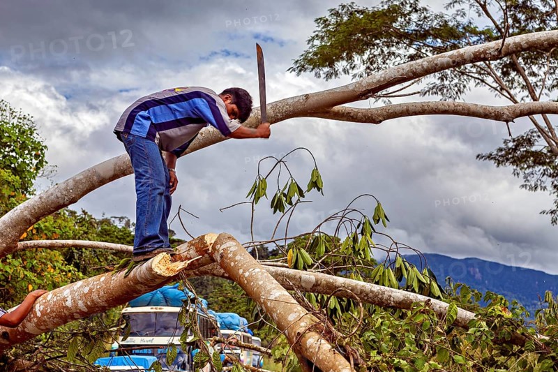Man cuts a branch from a felled tree in a wooded area with an axe, blocked Yungas Strait and demonstration in the rainforest of Bolivia