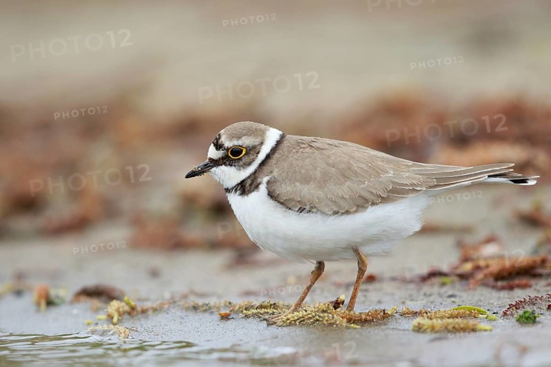 Little Ringed Plover (Charadrius dubius) female, North Rhine-Westphalia, Germany