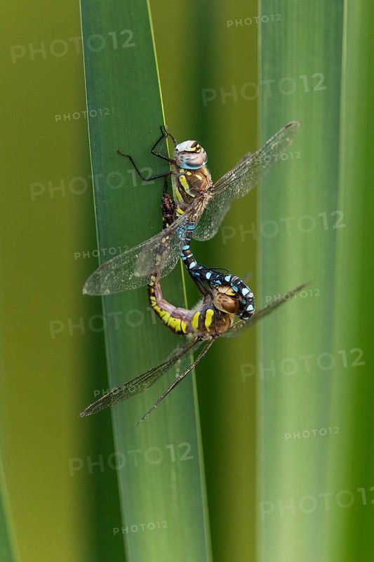 Autumn mosaic damselfly (Aeshna mixta), pair on a reed leaf, copulating, Hesse, Germany