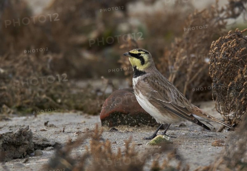 Horned Lark (Eremophila alpestris), Mecklenburg-Western Pomerania, Germany