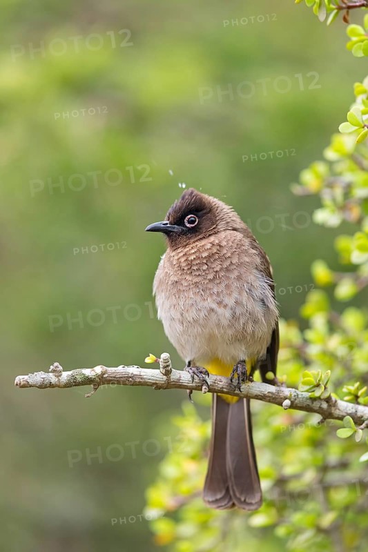 Cape bulbul (Pycnonotus capensis), Addo Elephant National Park, Addo, Western Cape, South Africa