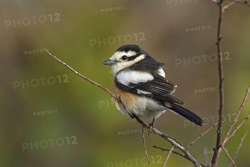Masked Shrike (Lanius nubicus) male, Turkey