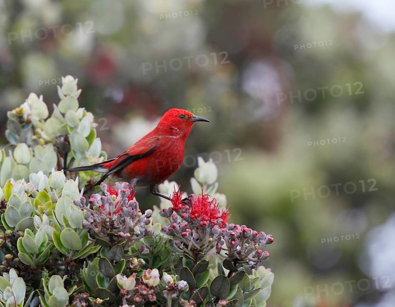 Apapane, Himatione sanguinea sanguinea, Hawaiian Honeycreeper