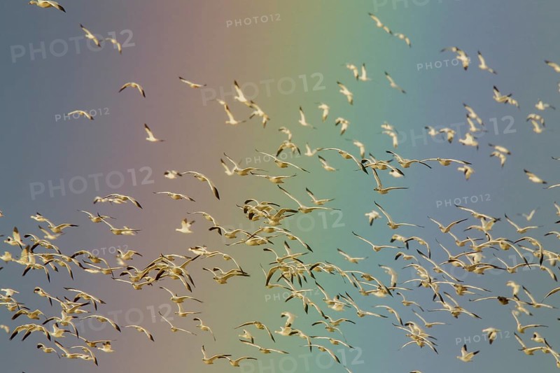 Snow Goose Chen caerulescens Bosque del Apache National Wildlife Refuge, New Mexico, United States 17 December Adult light morph flock against rainbow. Anatidae
