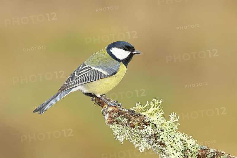 Great Tit (Parus major), sitting on a branch overgrown with moss and lichen, Wildlife, Animals, Birds, Tits, Wilnsdorf, North Rhine-Westphalia, Germany
