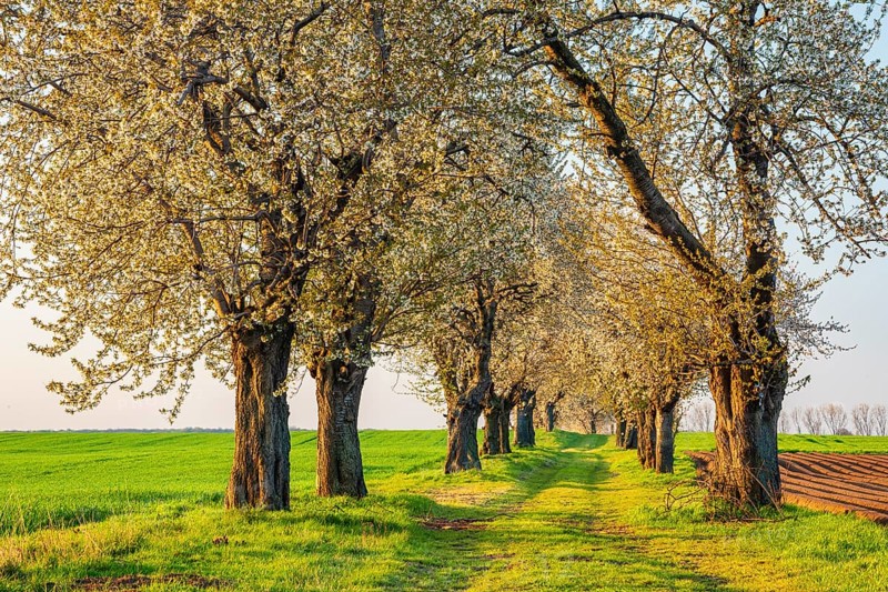 A dirt road leads through a cherry alley with blooming cherry trees in spring, field landscape with green fields in morning light, Burgenlandkreis, Saxony-Anhalt, Germany