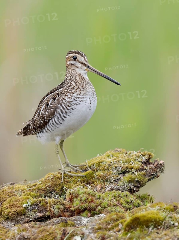 Wilson's Snipe (Gallinago delicata), British Columbia, Canada