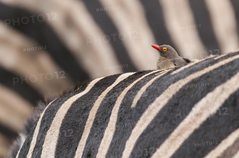 Red-billed Oxpecker (Buphagus erythrorynchus), Mpumalanga, South Africa