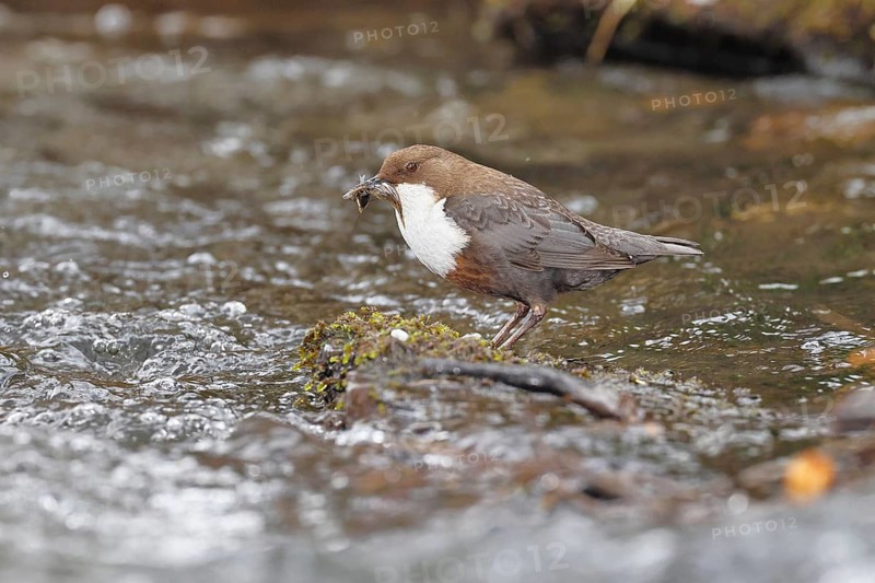 White-throated White-throated Dipper (Cinclus cinclus) standing with prey on a stone in the middle of a stream, the only native songbird that can also dive, wildlife, native nature, Wilnsdorf, North Rhine-Westphalia, Germany