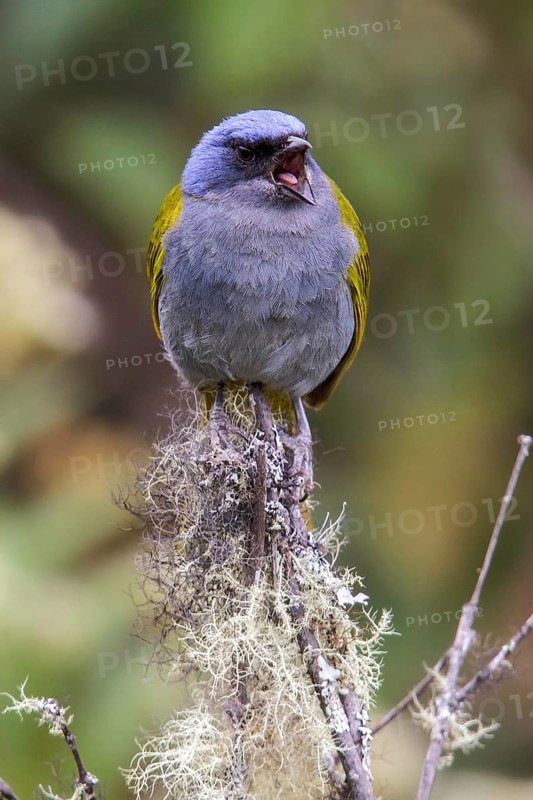 Blue-capped Tanager (Thraupis cyanocephala) perched on a branch in Manu National Park, Peru