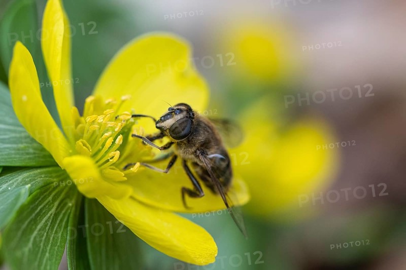 Winter aconite (Eranthis hyemalis) with garden wedge-spotted hoverfly (Eristalis lineata), Emsland, Lower Saxony, Germany