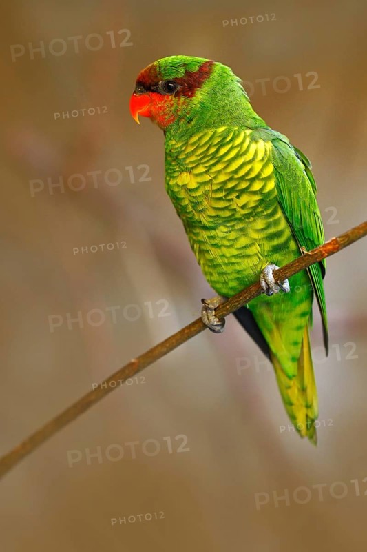 Mindanao lorikeet or Mount Apo lorikeet, Trichoglossus johnstoniae, green and red parrot sitting in the branch, clear brown forest background, bird in the nature habitat, Mindanao, Philippines