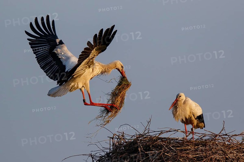White Stork (Ciconia ciconia) with nesting material, North Rhine-Westphalia, Germany