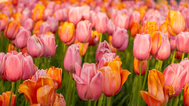 A vibrant field of pink and orange tulips in full bloom captures the essence of spring. The bright, colorful petals stretch towards the sky, creating a vivid floral landscape