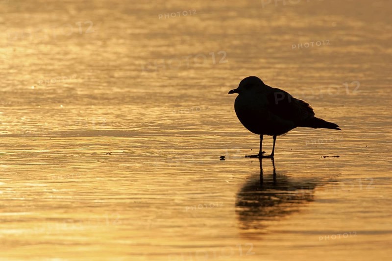 Black-headed Gull (Chroicocephalus ridibundus), Berlin, Germany