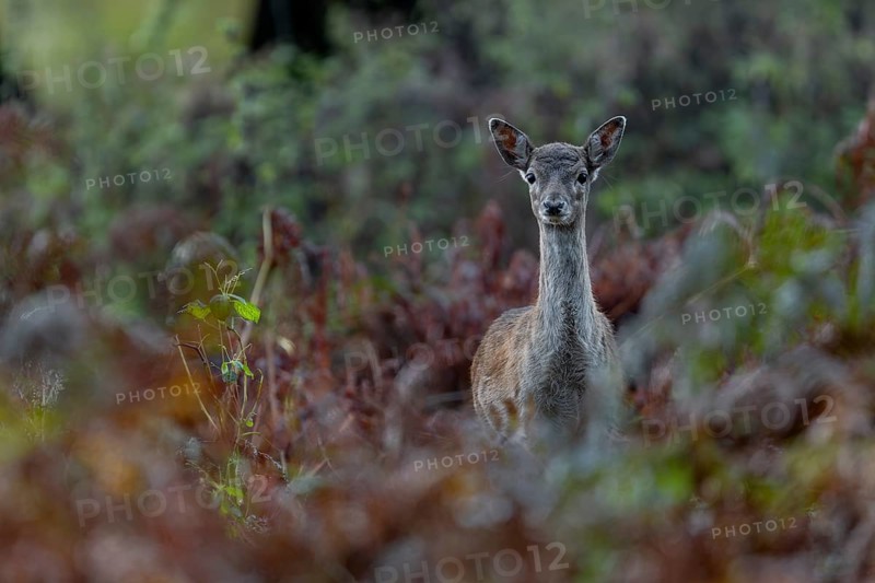 Encounter with a fallow deer calf (Dama dama) in the late afternoon, the mother is not visible near, autumn, rut, fallow deer rut, October, Germany
