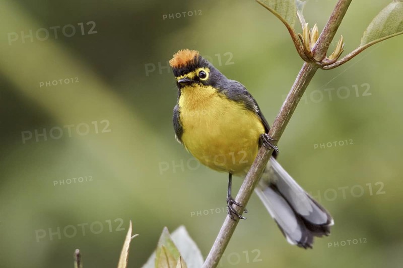 Spectacled Whitestart (Myioborus melanocephalus), Ecuador