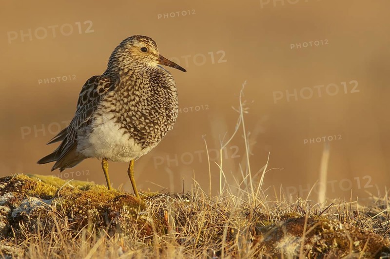 Pectoral Sandpiper (Calidris melanotos) on the tundra in Northern Alaska