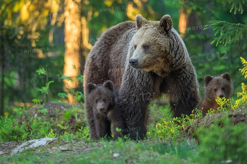 Eurasian Brown Bear (Ursus arctos) mother with cubs in forest, Finland