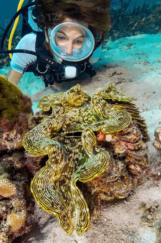 Underwater photo of diver looking at illuminated Giant clam (Tridacna maxima) common name Murre clam, eastern Indian Ocean, Andaman Sea, Racha Yai, Thailand