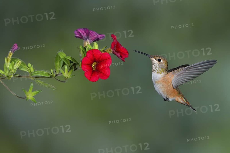 Rufous Hummingbird Female (Selasphorus rufus) - (Selasphorus rufus) - Victoria BC, Canada