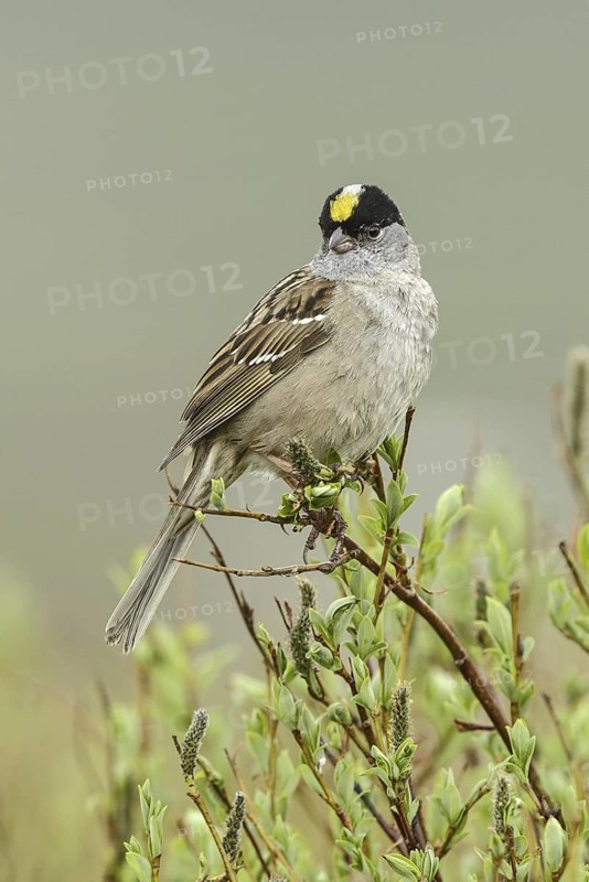 Golden-crowned Sparrow (Zonotrichia atricapilla), Alaska, USA