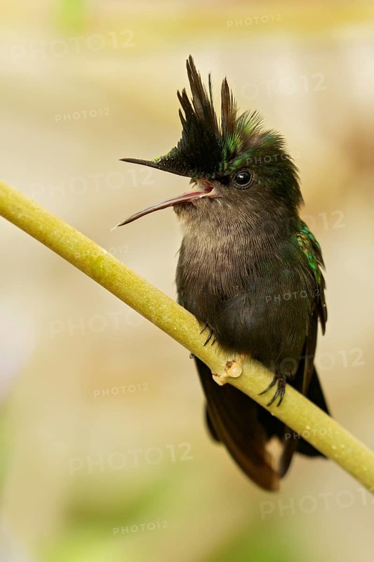 Antillean crested hummingbird (Orthorhyncus cristatus) perched on a branch on the Caribbean Island of Martinique
