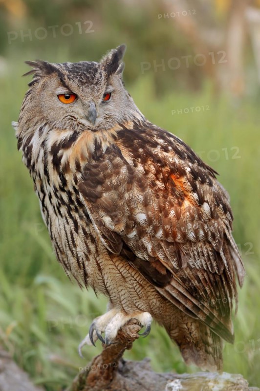 Eurasian eagle-owl (Bubo bubo), France