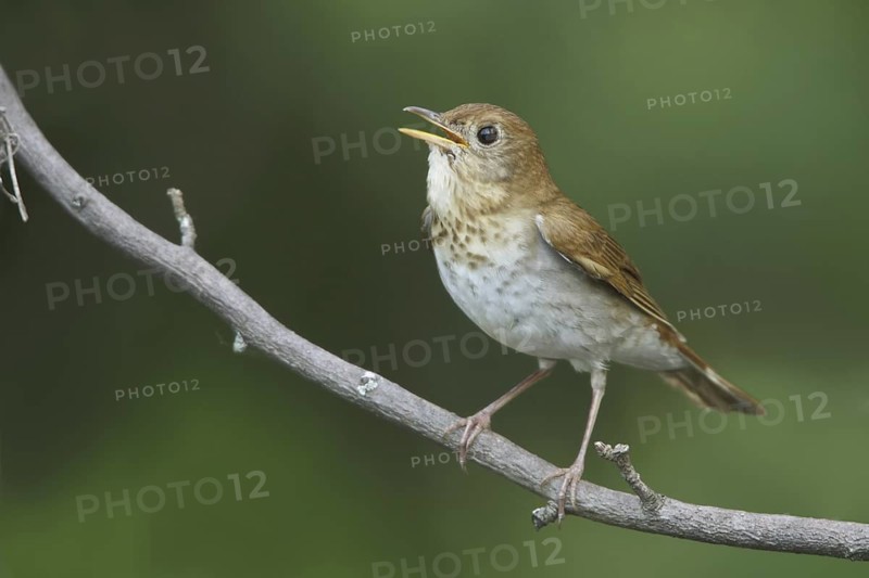Veery (Catharus fuscescens) singing, Ontario, Canada
