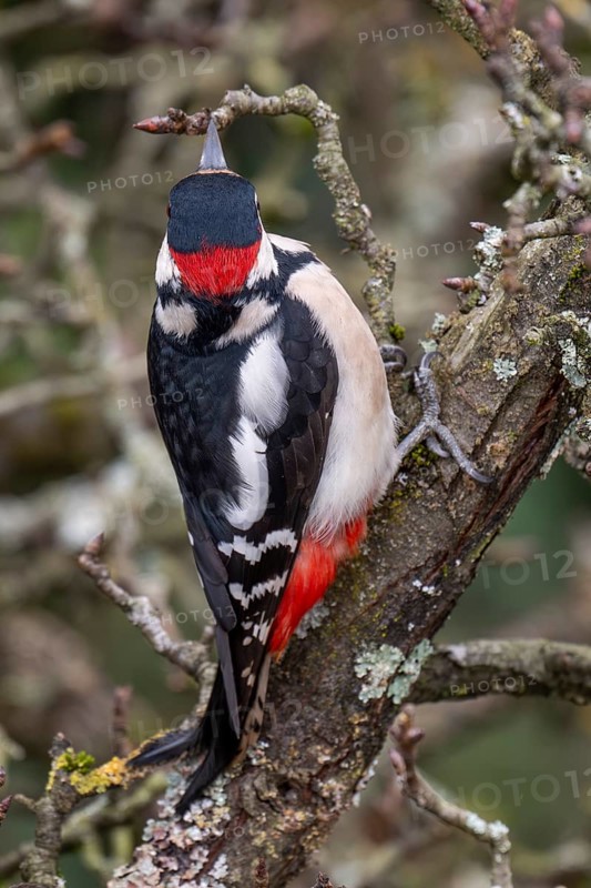 Great spotted woodpecker (Dendrocopos major) on pear tree, rear view, Baden-Württemberg, Germany
