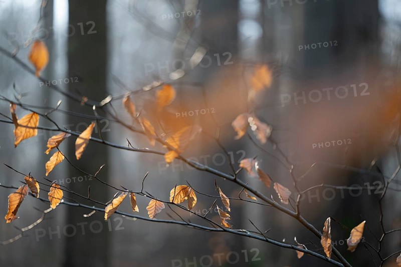 European beech (Fagus sylvatica), discoloured leaves and branches, shallow depth of field, Hainich National Park, Türingen, Germany