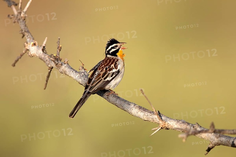 Somali Bunting (Emberiza poliopleura) male singing, Ethiopien