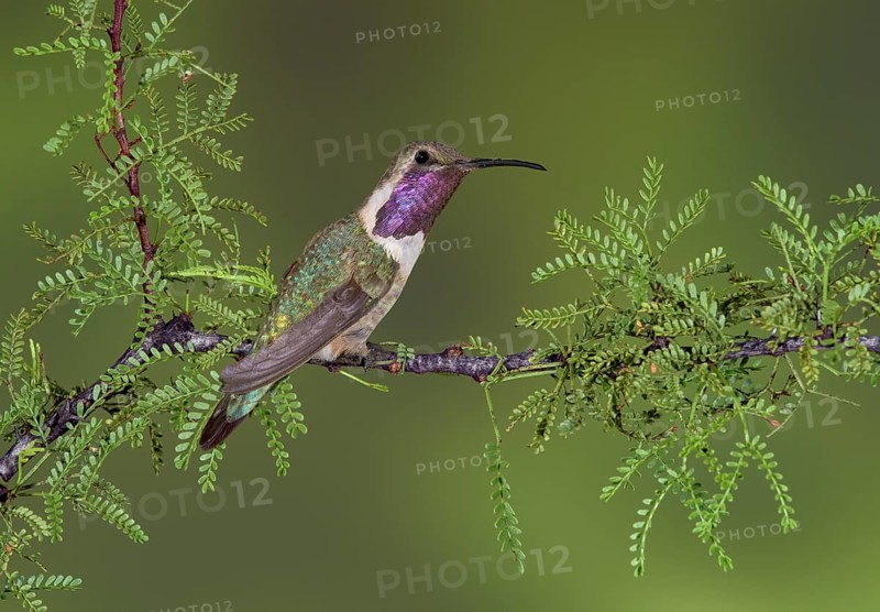 Lucifer Sheartail (Calothorax lucifer) male perched on a branch, Texas, USA