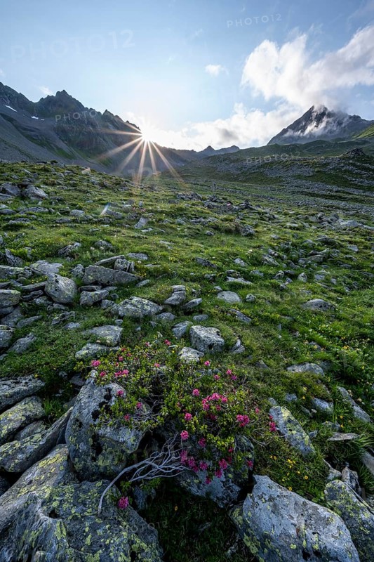 Mountain landscape with alpine roses, sun star at sunset, Lasörlinggruppe, Hohe Tauern, East Tyrol, Tyrol, Austria