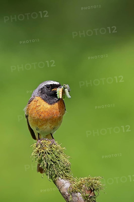Redstart (Phoenicurus phoenicurus), male with caterpillars in beak on mossy branch, songbird, wildlife, Wilnsdorf, North Rhine-Westphalia, Germany