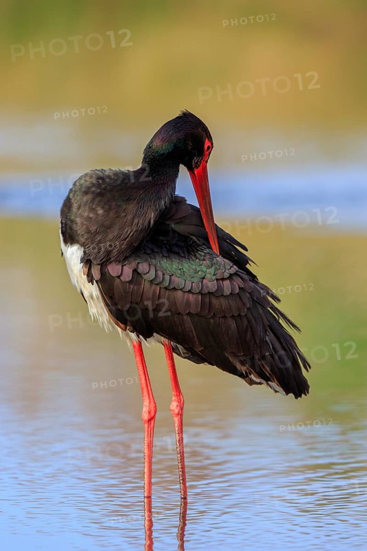 Black Stork (Ciconia nigra), Greece