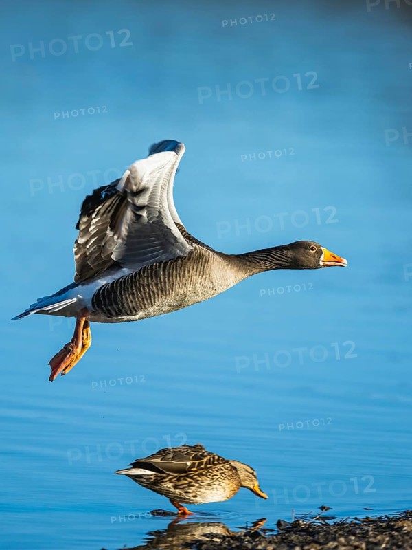 Greylag Goose, Anser anser, bird in flight over winter marshes