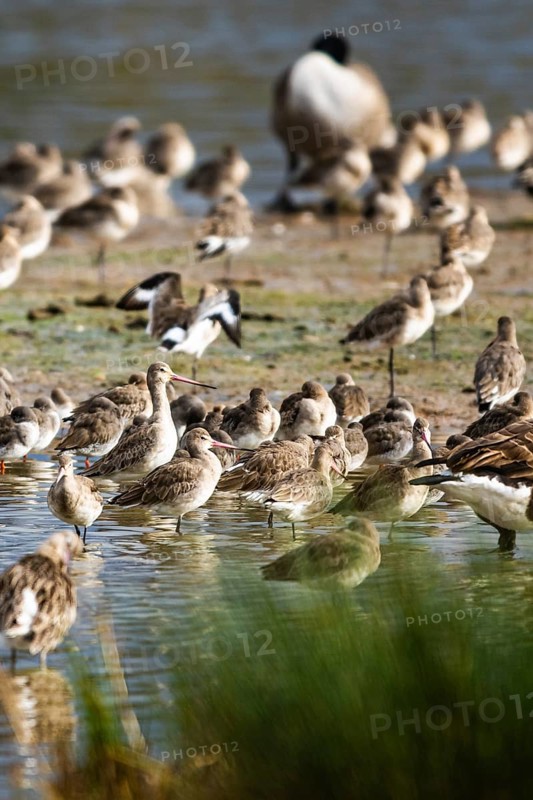 Black-tailed Godwits, Limosa limosa, birds on marshes